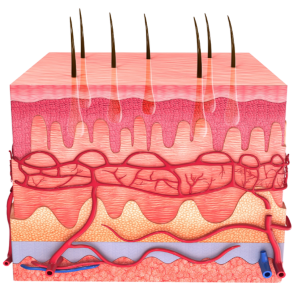 Kosmetologin työnkuva ihon asiantuntijana edellyttää ihon rakenteen ja toiminnan syvällistä ymmärtämistä. 